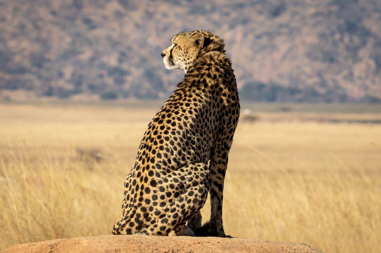 Hunting Safari In Namibia: Locations, Trophy Game & Expert Tips You Need
