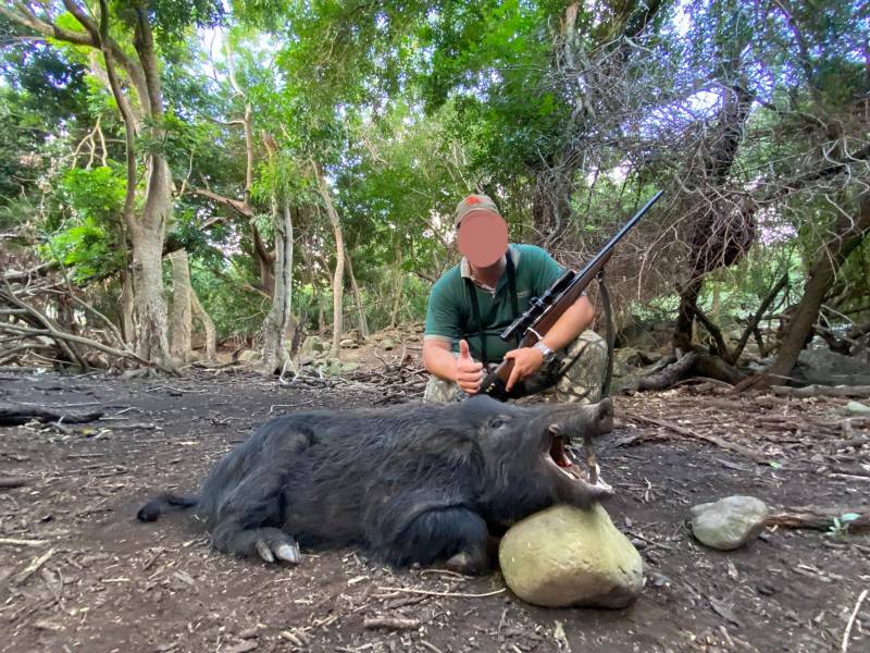Wild Boar Hunting in Mauritius: Adventure in Tropical Paradise