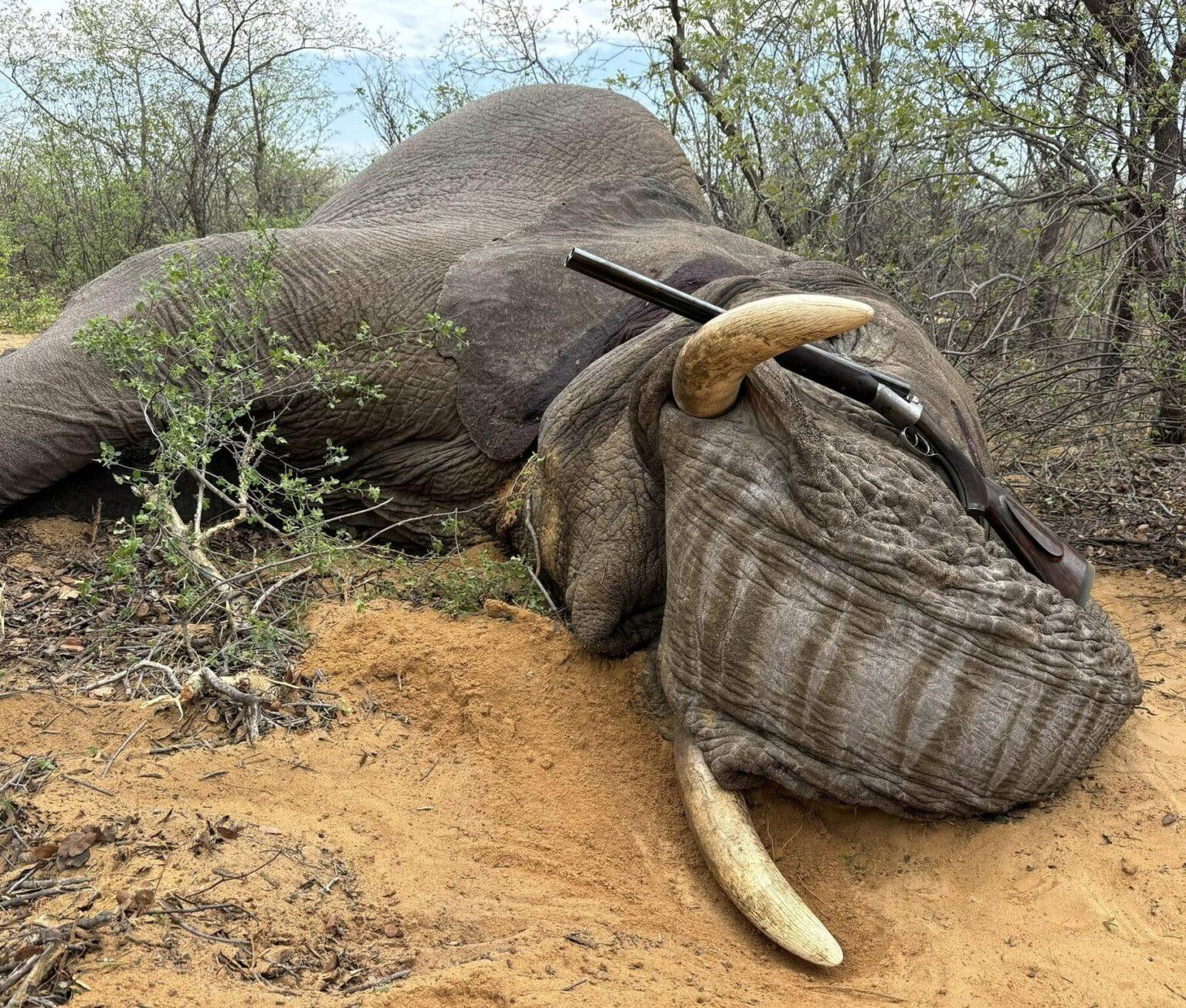 Conservation & Elephant Hunting In Zimbabwe