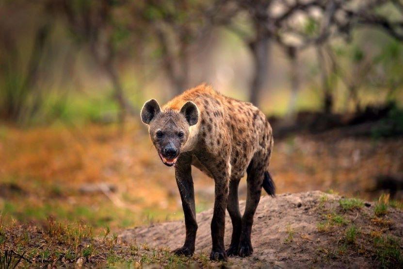How Do Hyenas Hunt? Exploring Their Strategies And Predatory Behavior