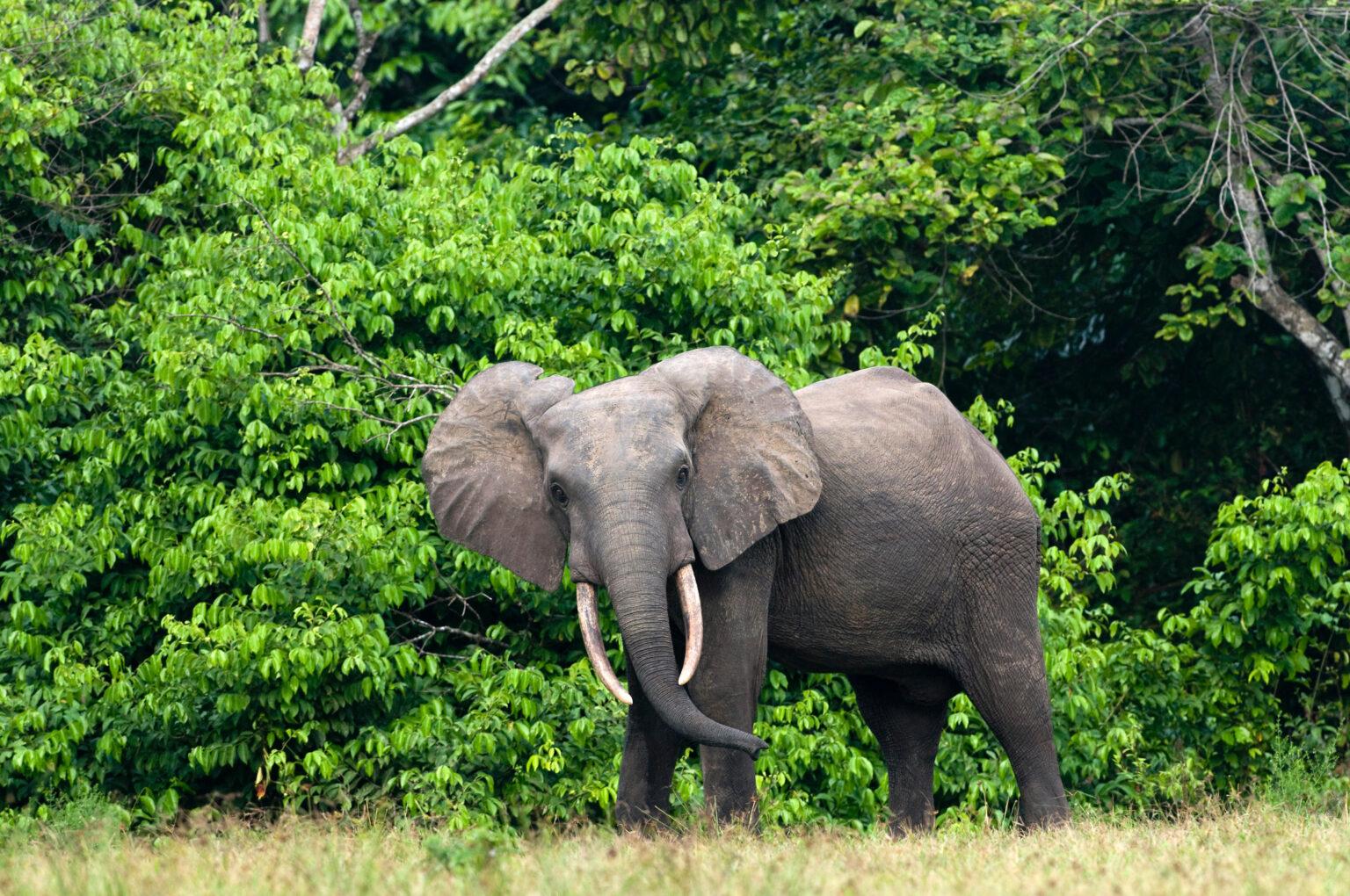 Why Do People Hunt Elephants? Exploring Game Hunting Safaris And Conservation Efforts