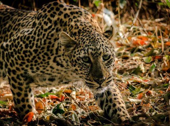Leopard Hunting In Africa: Techniques And Best Practices