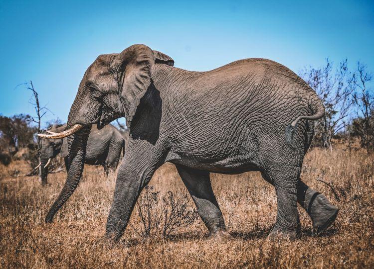 Planning Your Elephant Hunting Safari In Botswana: What To Expect