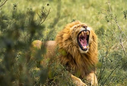 Why Do Humans Hunt African Lions? Insights From Game Hunting Safaris