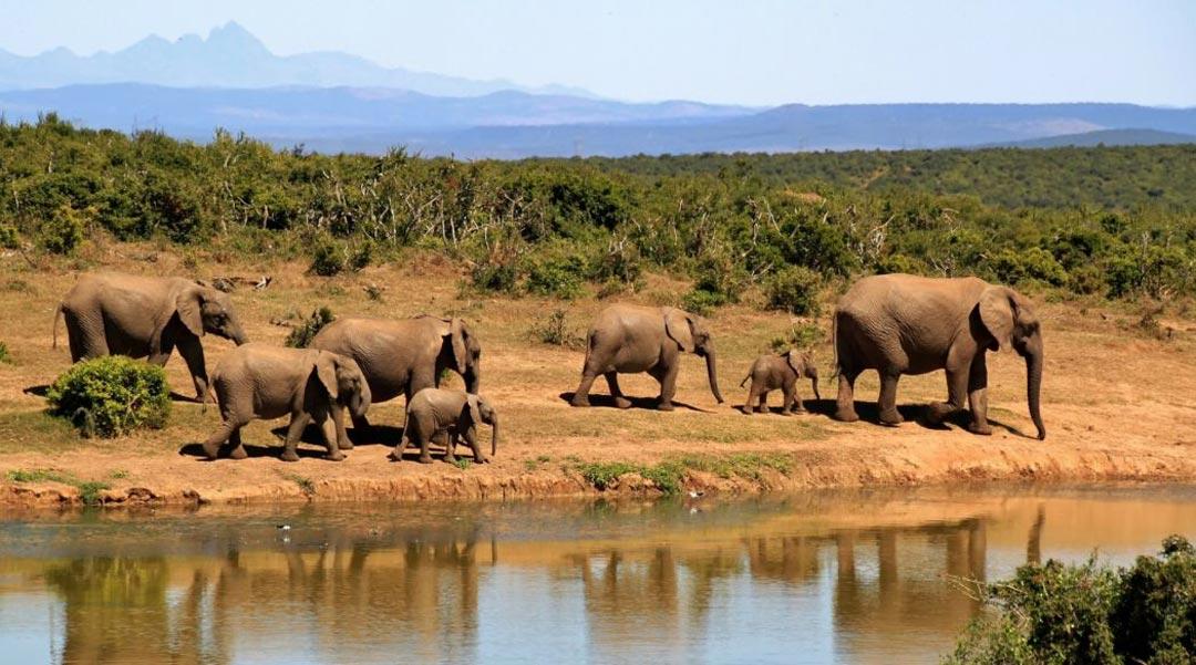 Discover Where The Best Big Game Hunting In Africa Awaits You