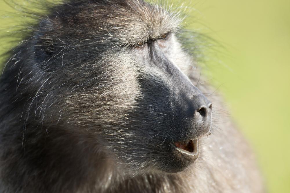 Why Go Baboon Hunting in Africa? An Insider’s Scoop