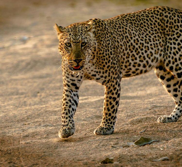 What Is The Best Caliber For Leopard Hunting In Botswana?
