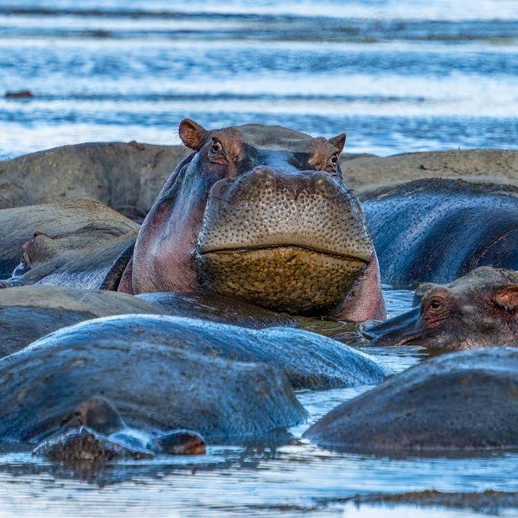 How Bulletproof Are Hippos? A Deep Dive into Their Resilience And Hunting Challenges