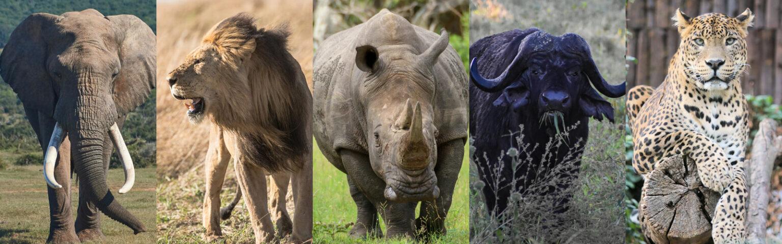 What is Big Game Hunting In South Africa? Ultimate Guide To Safaris And Conservation