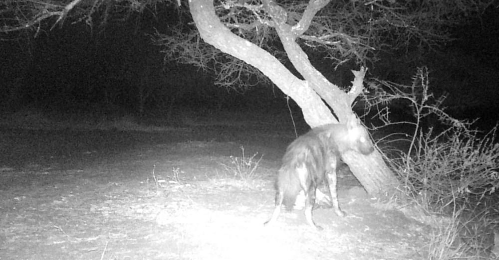 Hyena Hunting, The Anguish And Frustration Continues In SA