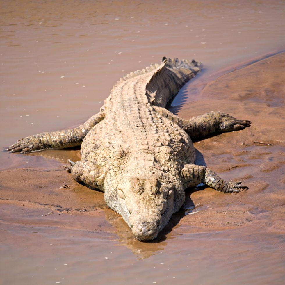 Crocodile Hunts: The Thrill Of Hunting A Cold-blooded Killer