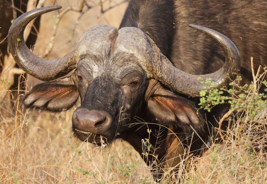 A Thrilling Guide To An African Cape Buffalo Hunt: Part 1
