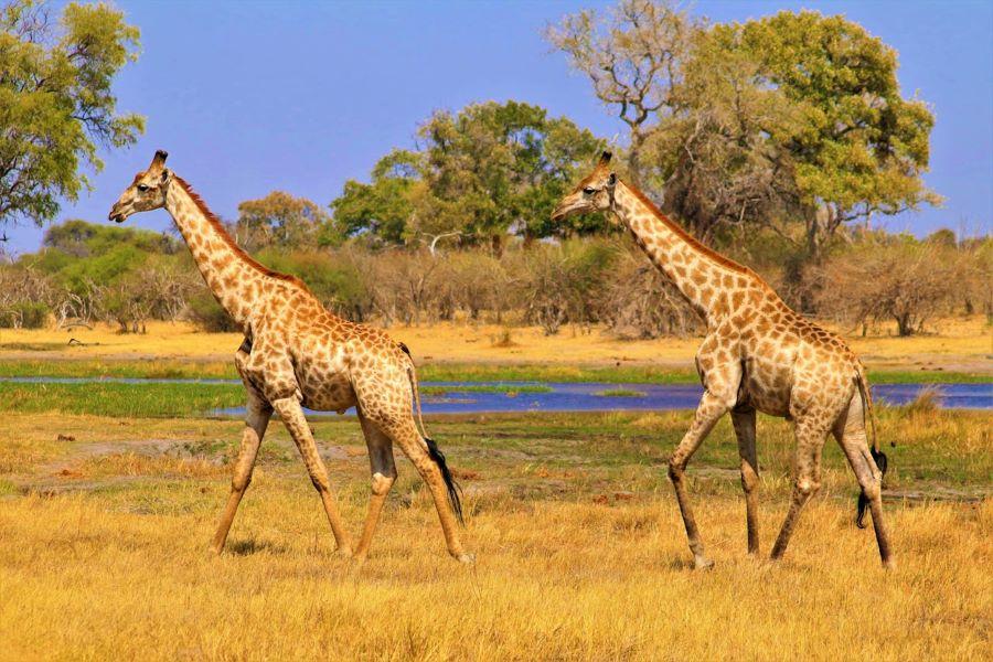Botswana: A Dream African Hunting Safari Destination