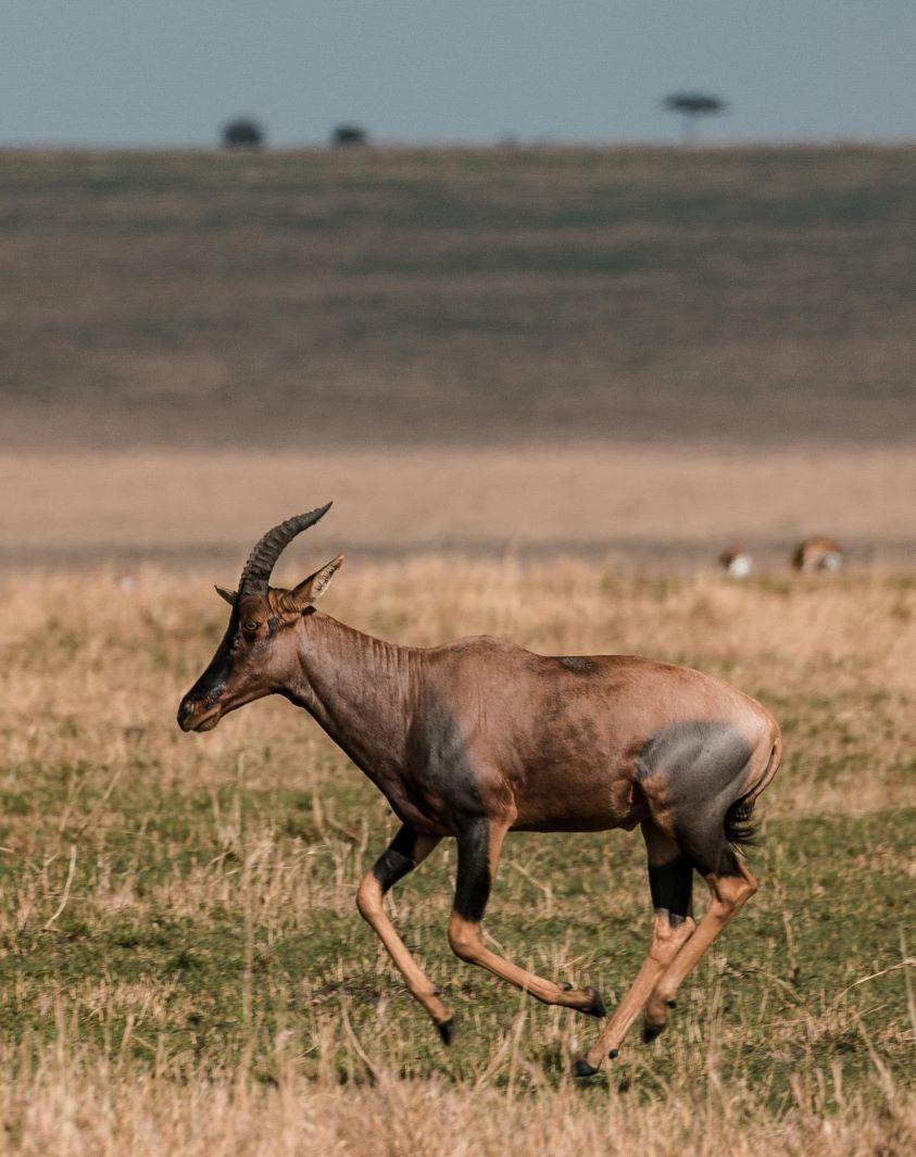 Limpopo: A Prime Location for South African Hunting Trips