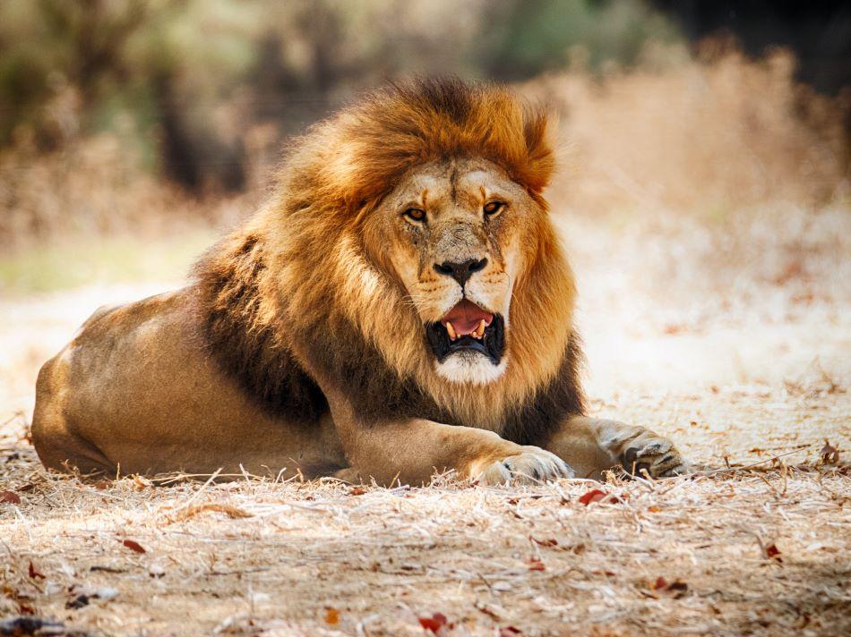 Legalities And More For A Lion Hunting Safari In Africa