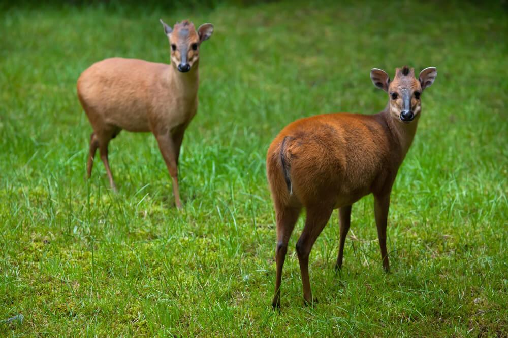 A Small Antelope Hunting Safari In South Africa