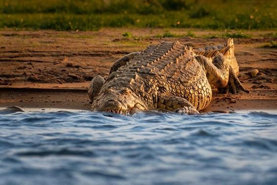 How Crocodile Hunting In Mozambique Helps Communities Thrive