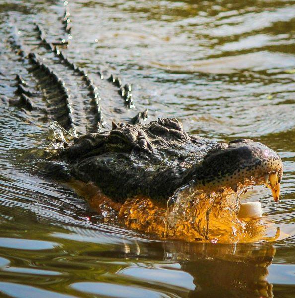 Crocodile Hunting In Mozambique, The Safari Particulars