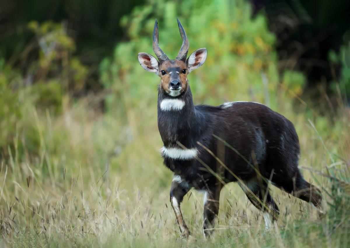 Menelik’s Bushbuck Hunting in Ethiopia