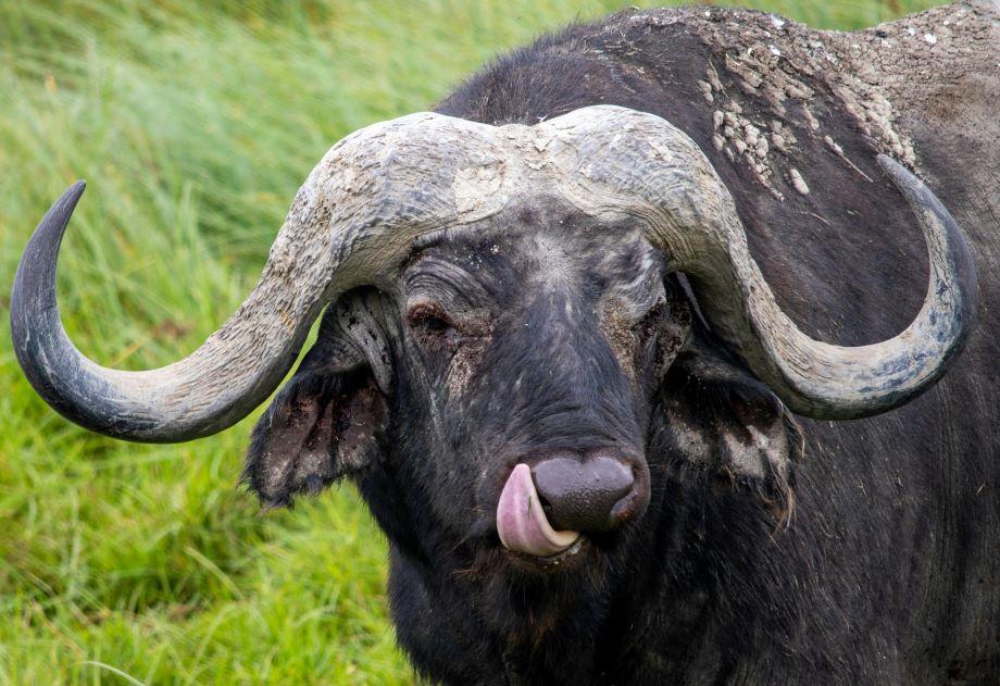 Buffalo Hunting In Mozambique: Taking To The Swamps