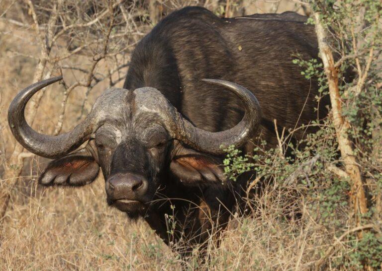 Cape Buffalo Hunting In South Africa: Are You Ready?