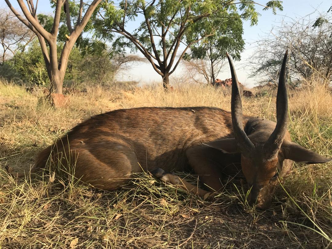 Hunting In Ethiopia: Exploring The Land Of Unique Game