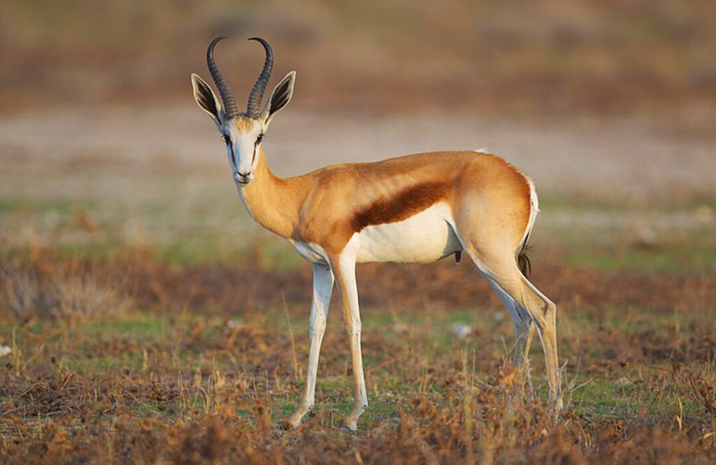 Springbuck Hunting In South Africa: A Plains Game Favorite