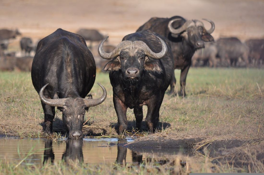 Preparing for Big 5 Hunting in Africa