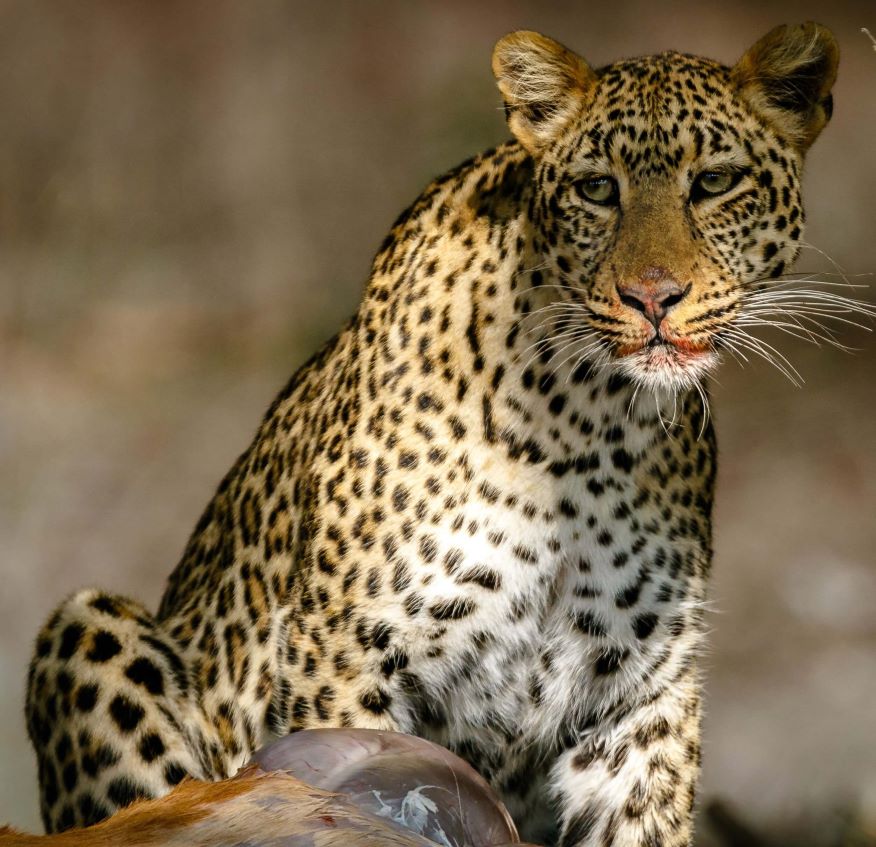 A Guide To Hunting Leopard In Africa