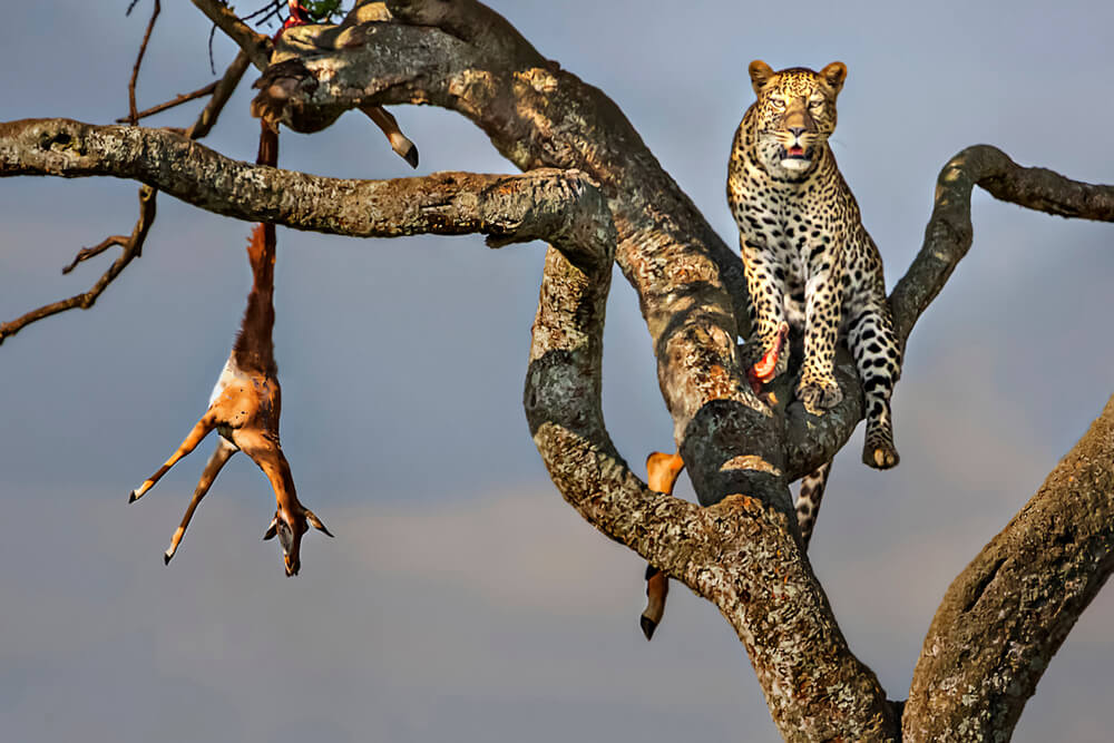 Zambia: A Top Game Hunting Destination
