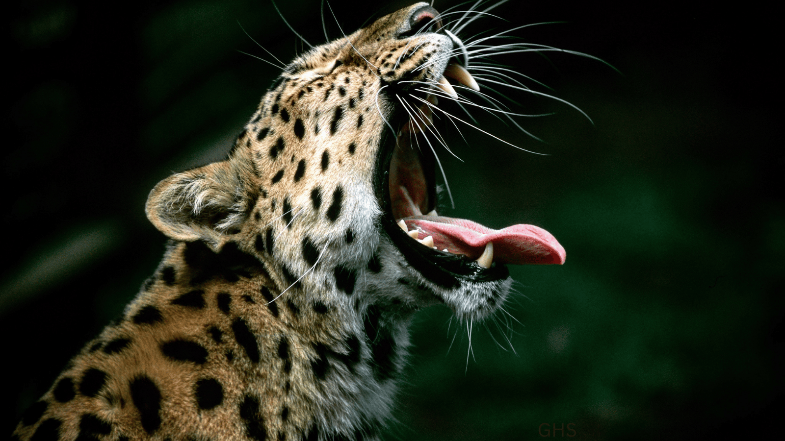 Leopard Hunting in Africa: What Texas Hunters Need to Know