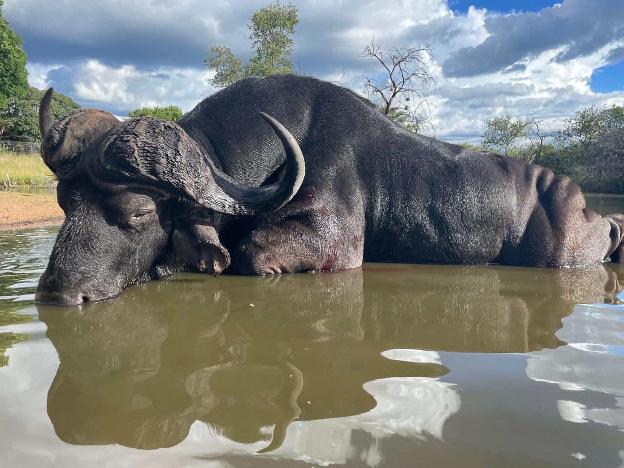 Cape Buffalo Hunting in Africa: U.S. Hunter’s Complete Guide