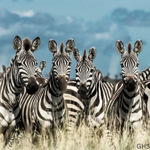Guidelines and Rules to Follow for Zebra Hunts