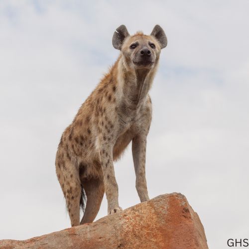 Guidelines and Rules to Follow for Hyena Hunts