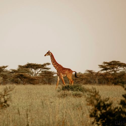 Guidelines and Rules to Follow for Giraffe Hunts