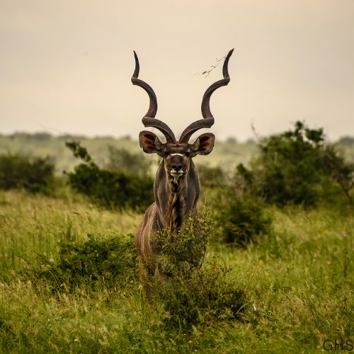 Guidelines and Rules to Follow for Kudu Hunts