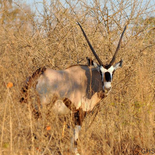 Guidelines and Rules to Follow for Gemsbok Hunts