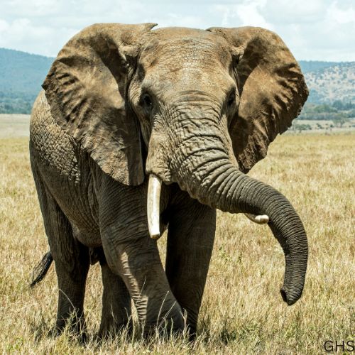 Guidelines and Rules to Follow for Elephant Hunts