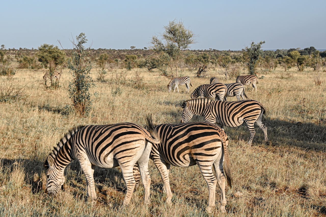 African Hunting Trips: Top of the List for American Hunters