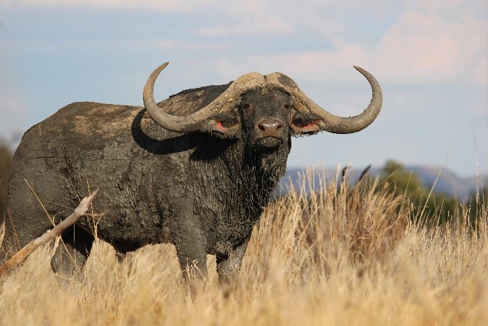 Why American Hunters Love African Buffalo Hunts