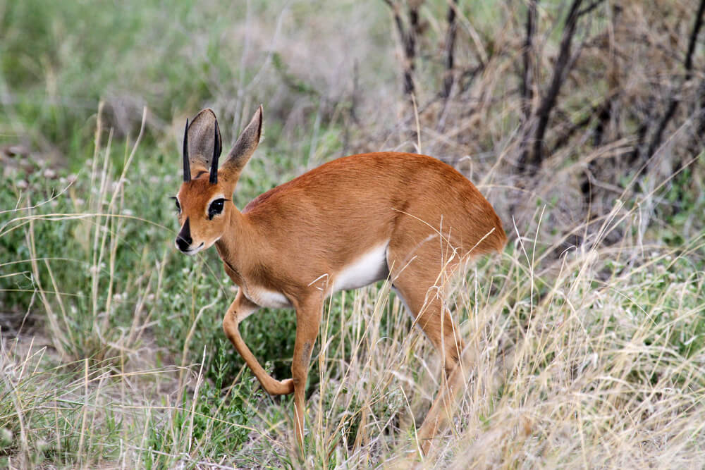 Hunting Common Duiker in Africa, Small Antelope Hunting