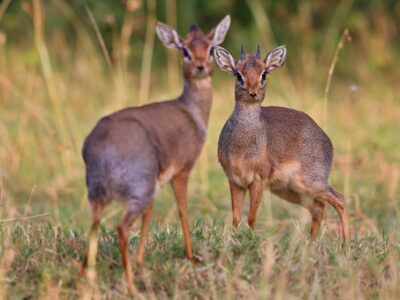 Hunting Small Antelope, Damara Dik Dik
