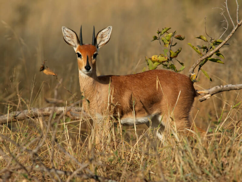 Hunting Steenbok in Africa