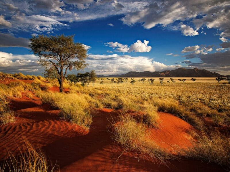 Hunting in Namibia - Tree on the Red Dunes in Namibia Landscape
