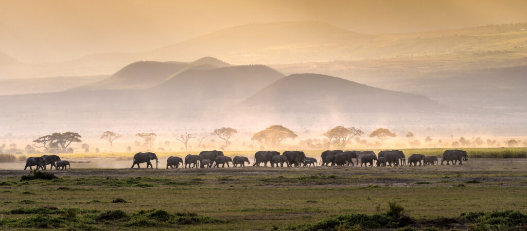 Hunting in Tanzania - Serengeti Elephant Herd