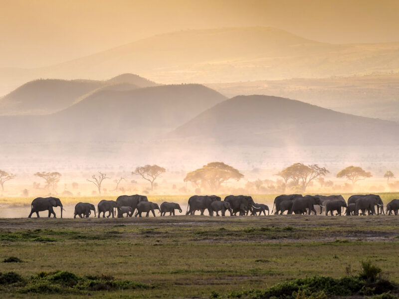 Hunting in Tanzania - Serengeti Elephant Herd