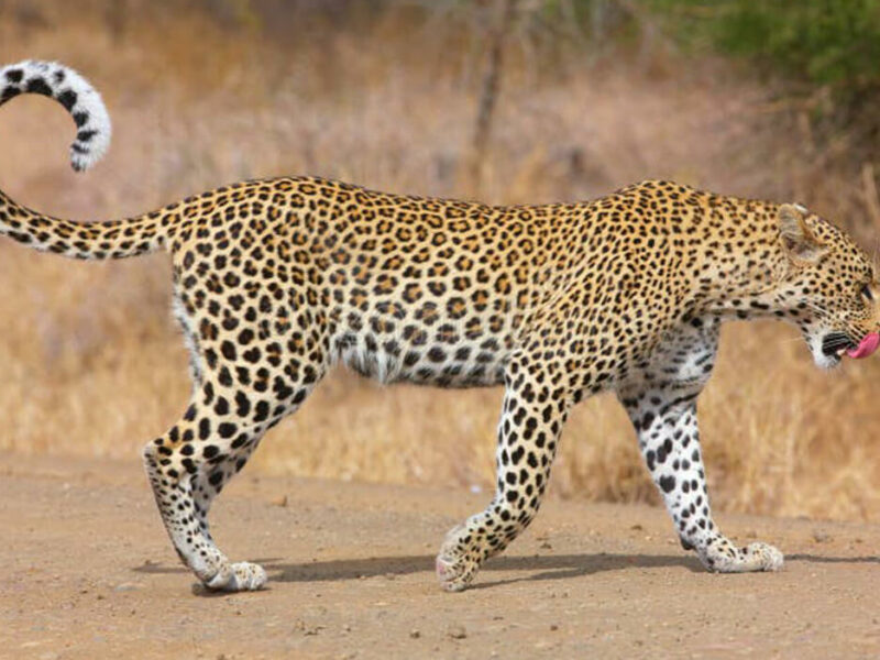 Leopard Side View