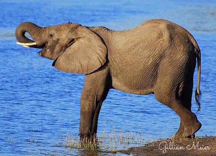 Hunting Elephant in Botswana (Image Courtesy Gillian Meier)