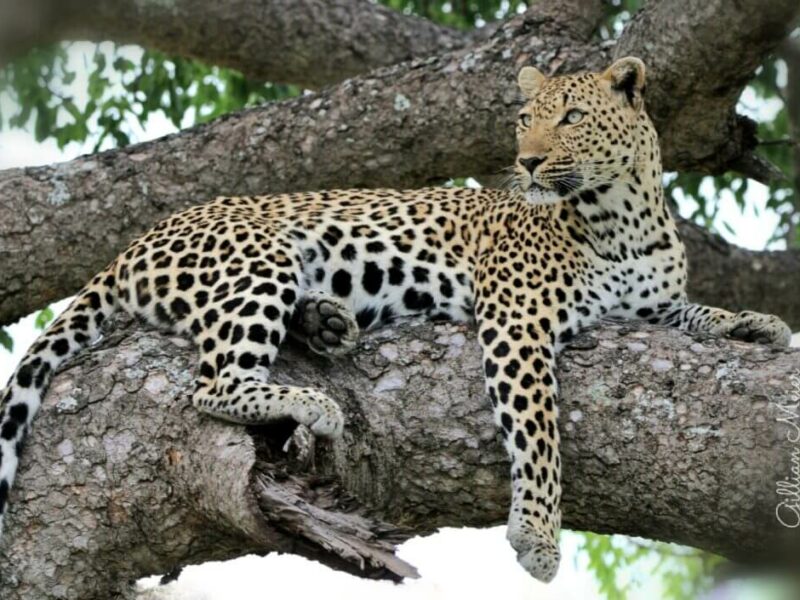 Leopard in a Tree (Image Courtesy of Gillian Meier)