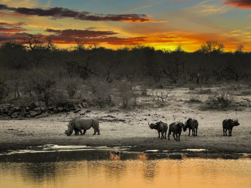 Africa is the world&rsquo;s greatest game hunting destination, with over 180 species available.